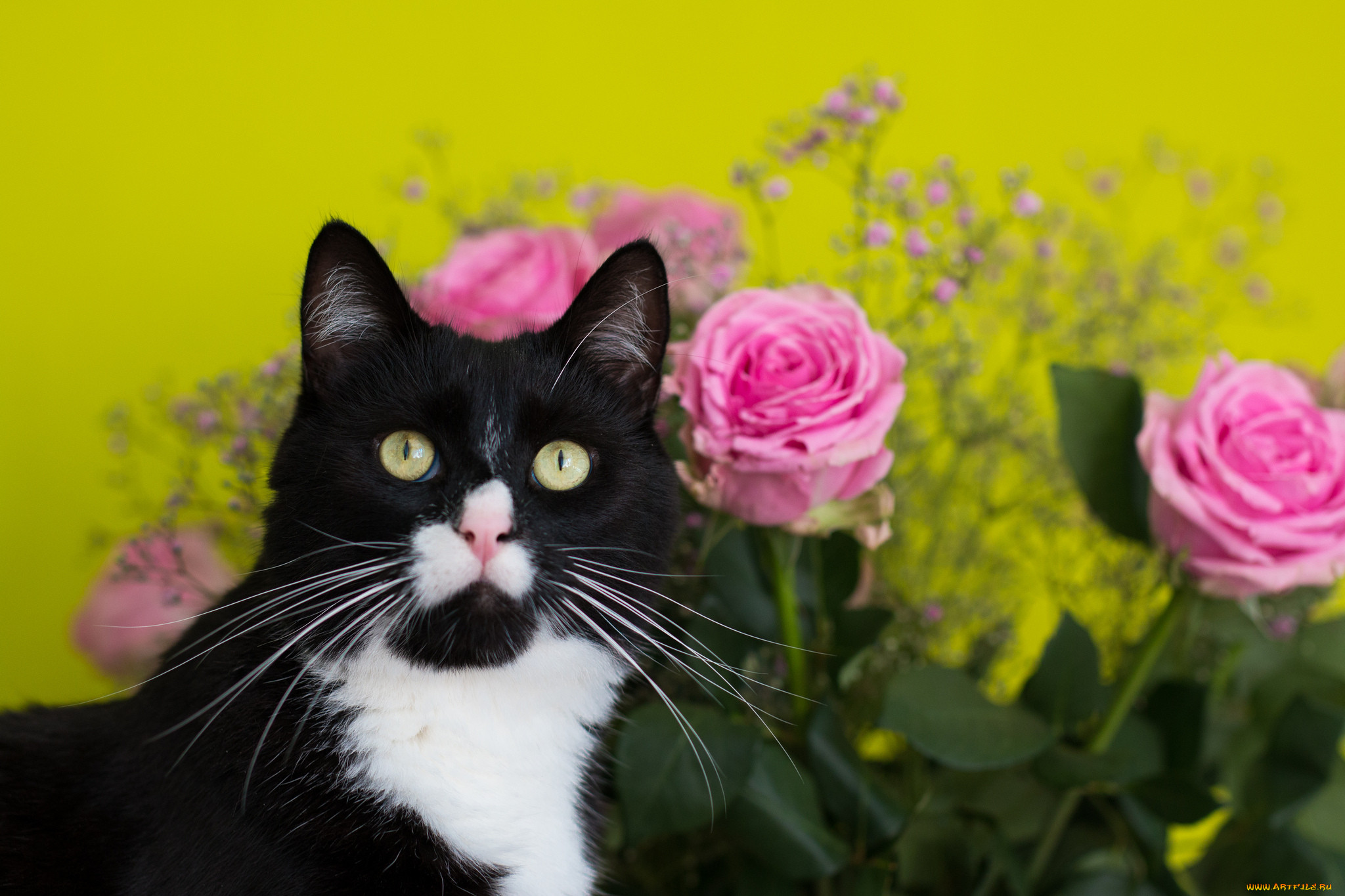 Открытка кот с цветами. Кот с цветами. Котик с цветочком. Красивые кошки с цветами. Кот с цветами открытка.